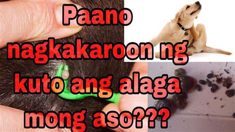 pakantot sa aso